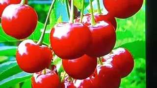 Analsex, Arabische Frauen, Asiatische Weiber, Bar, Chef, Crossdresser, Massage