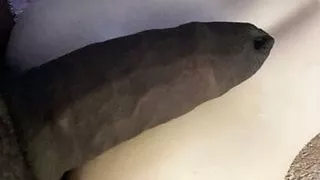 Sanftes Reiben des dicken Schwanzes am falschen Arsch