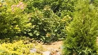 Gaertner fickt notgeile Milf waehrend seiner Arbeitszeit