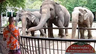 amateur thai girlfriend went a day out and has sex afterwards with boyfriend 