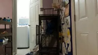 A fan bought me a wall toy! I hope your watching Agressivemale!